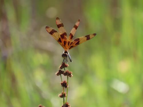 Halloween Pennant reference