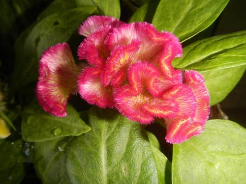 Cockscomb reference
