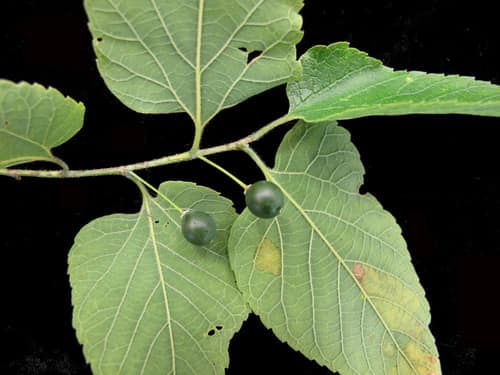 Common Hackberry reference
