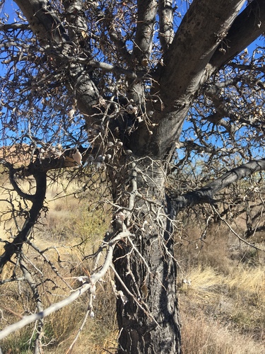 Netleaf Hackberry reference