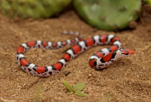 Scarlet Snake reference