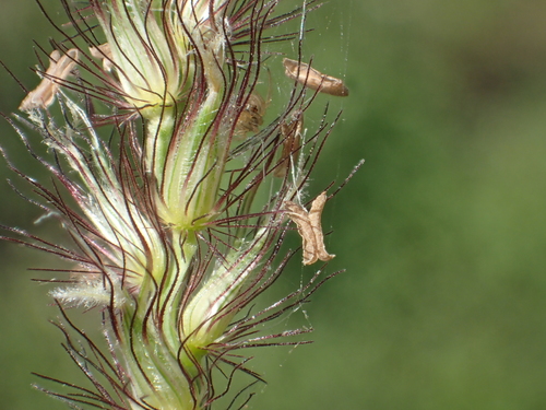 Buffelgrass reference
