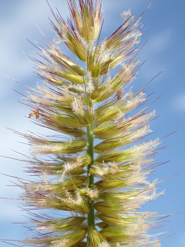 Elephant Grass reference