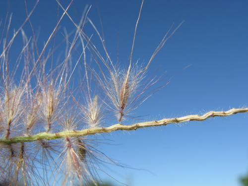 Fountain Grass reference