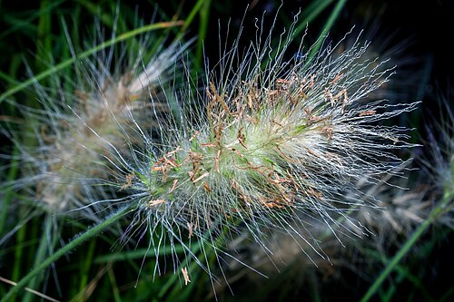 Feathertop Grass reference