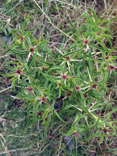 Purple Star-thistle reference