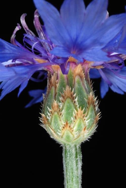 Cornflower reference