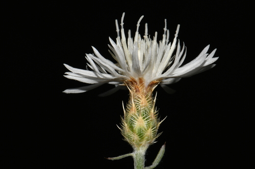 Diffuse Knapweed reference