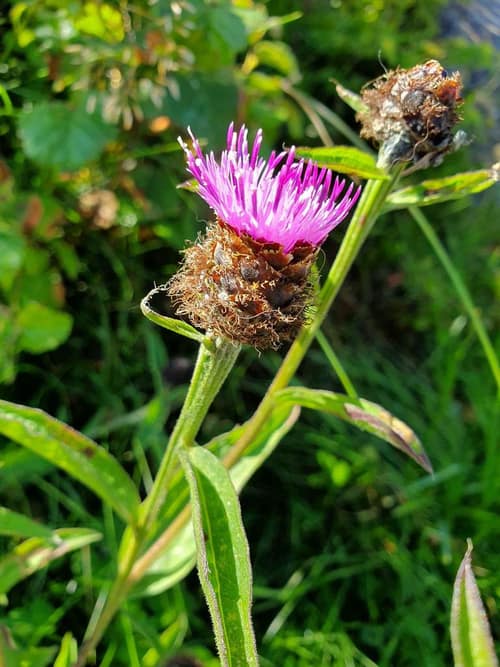 Common Knapweed reference