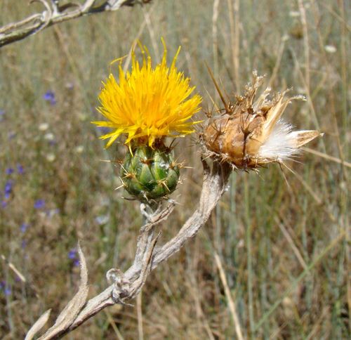 Yellow Starthistle reference