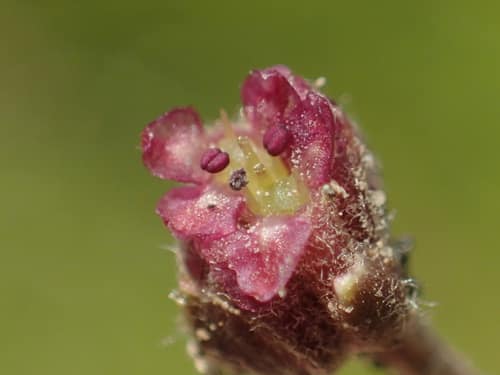 Asian Pennywort reference