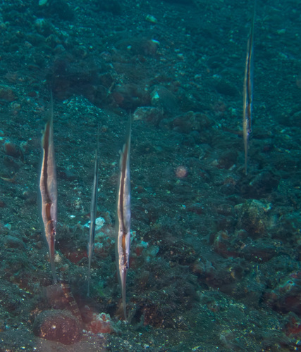 Grooved Razorfish reference