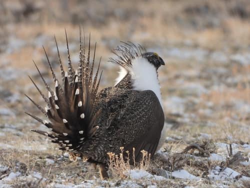 Greater Sage-Grouse reference