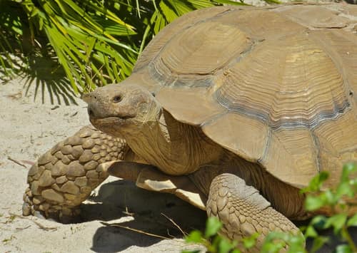 African Spurred Tortoise reference