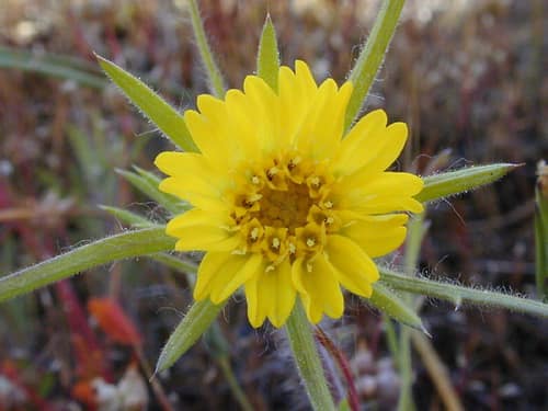 Fitch's Spikeweed reference