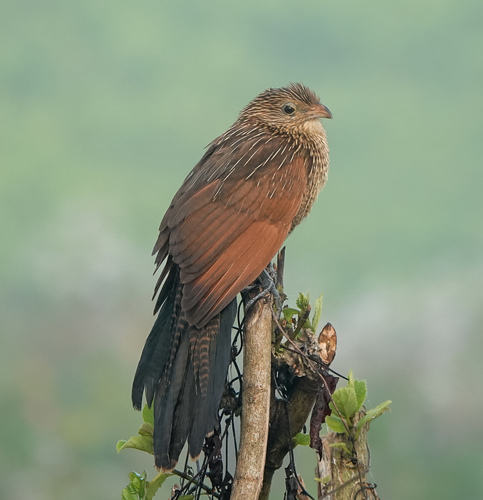Lesser Coucal reference