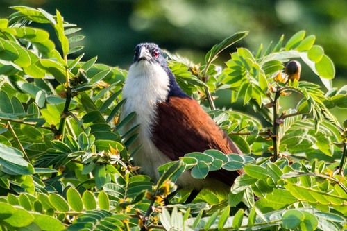 Blue-headed Coucal reference