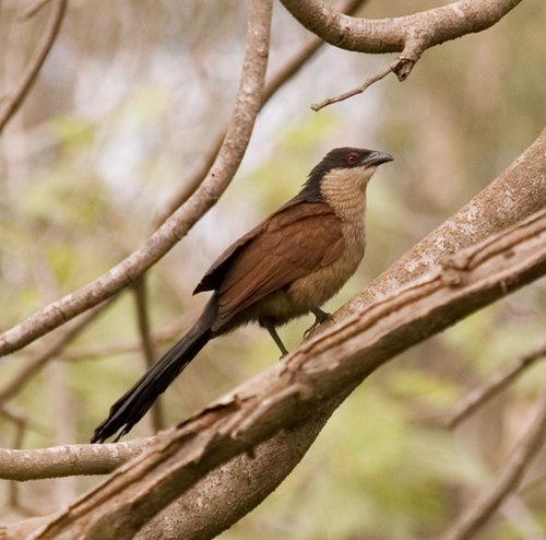 Senegal Coucal reference