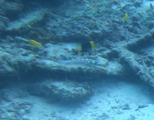 Bicolor Angelfish reference