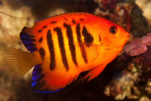 Flame Angelfish reference