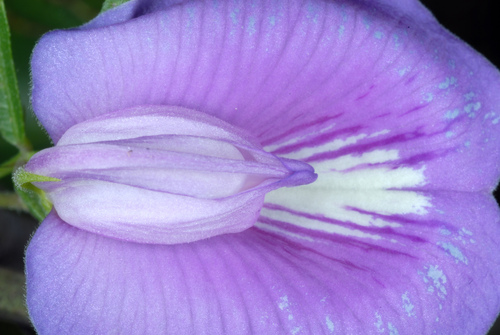 Spurred Butterfly Pea reference