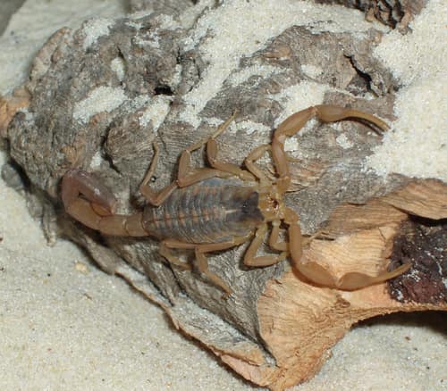 Striped Bark Scorpion reference