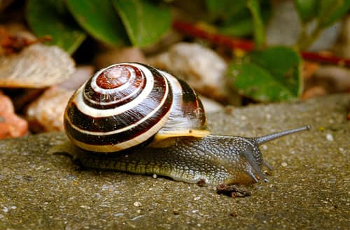 White-lipped Snail reference