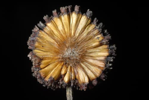 Buttonbush reference