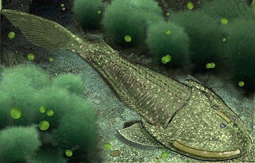 Cephalaspis reference