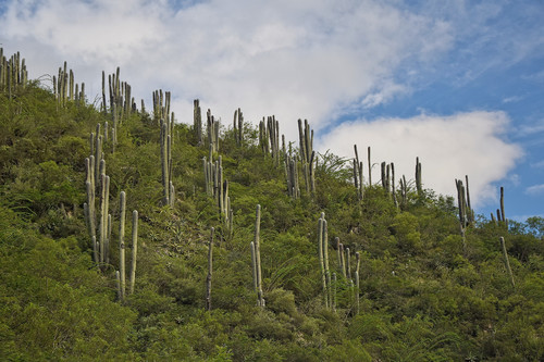 Mexican Old Man Cactus reference
