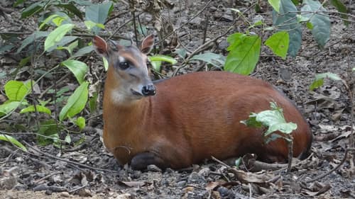 Bay Duiker reference