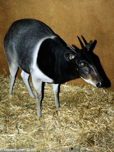 Jentink's Duiker reference