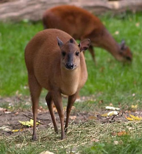 Red Forest Duiker reference