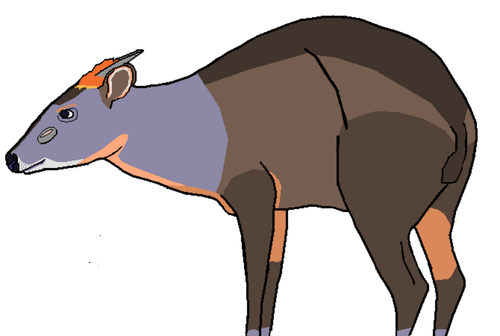 Abbott's Duiker reference
