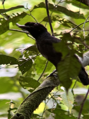 Bare-necked Umbrellabird reference