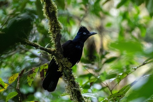 Amazonian Umbrellabird reference