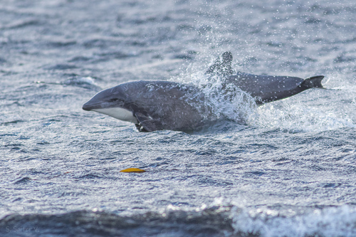 Chilean Dolphin reference
