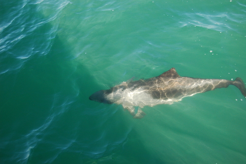 Heaviside's Dolphin reference
