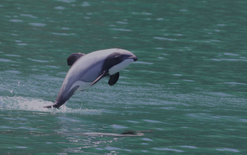 Māui Dolphin reference