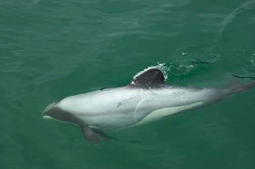 Hector's Dolphin reference