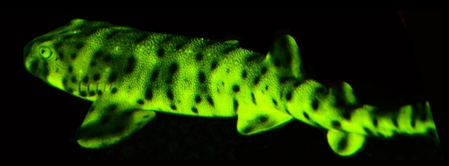 Swellshark reference