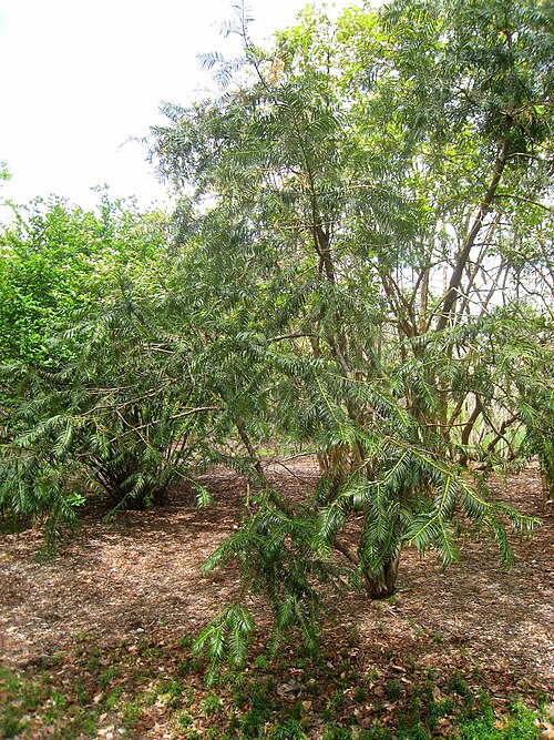 Fortune's Plum Yew reference