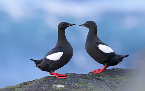 Black Guillemot reference