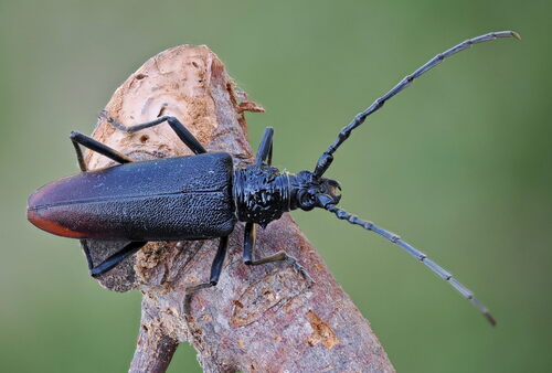 Great Capricorn Beetle reference