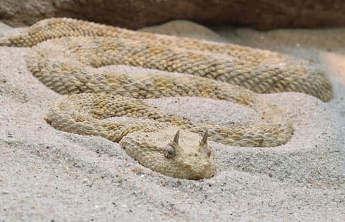 Saharan Horned Viper reference