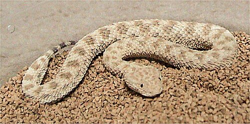 Sahara Sand Viper reference