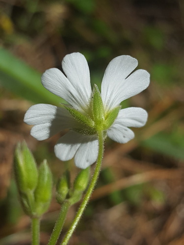 Field Chickweed reference
