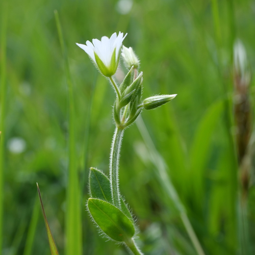 Common Mouse-ear Chickweed reference