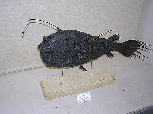 Northern Seadevil reference