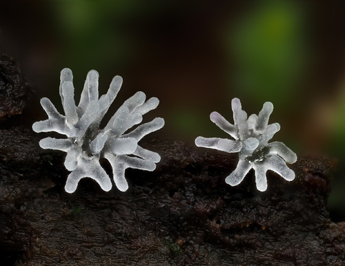 Coral Slime reference